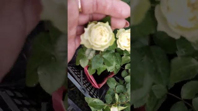 24 июня 2021 г. смотреть онлайн