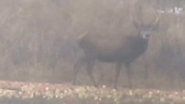 олень на подкормочной смотреть онлайн