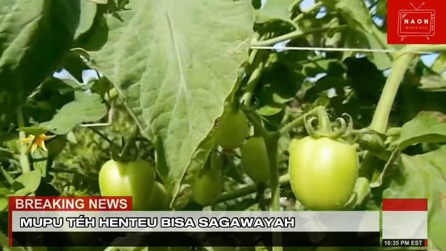 tugas bsunda - warta tomat momotaro смотреть онлайн