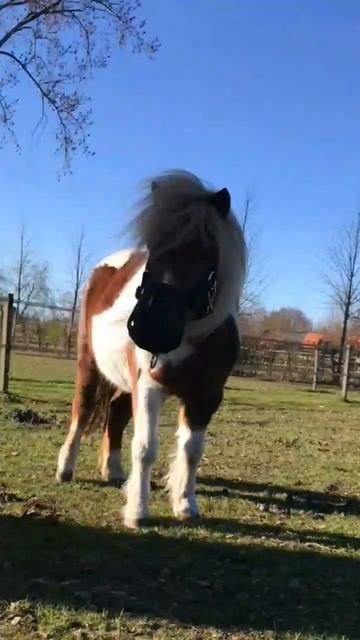 #shetlandpony #pony #springen смотреть онлайн