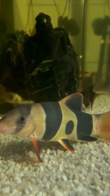 Clown Loach’s смотреть онлайн