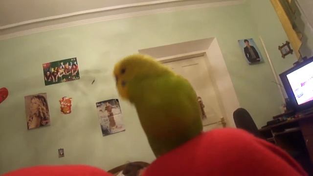 говорящий попугай Кузя :) смотреть онлайн