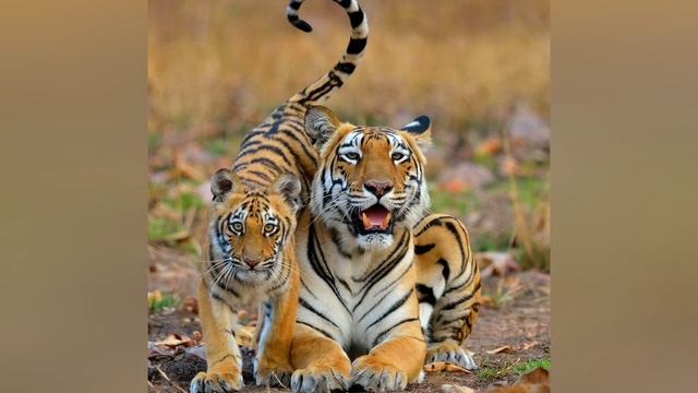 Факты о тиграх @ зелёный герпетолог. смотреть онлайн