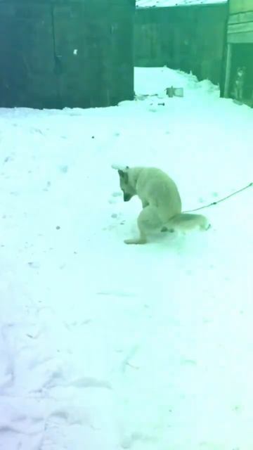 Собака срет под крутой бит и музыку) смотреть онлайн