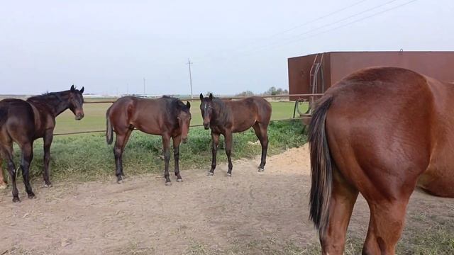 жеребчики 23 года смотреть онлайн