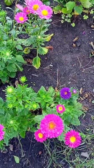 осенние цветы#неудачный#звукиприроды смотреть онлайн