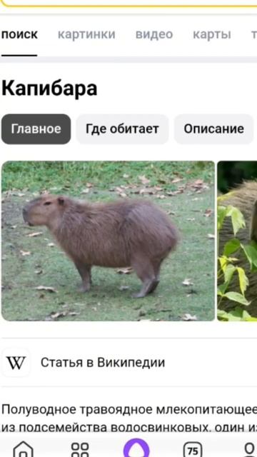 капибара взломала меня😱😭😭😢😭 смотреть онлайн