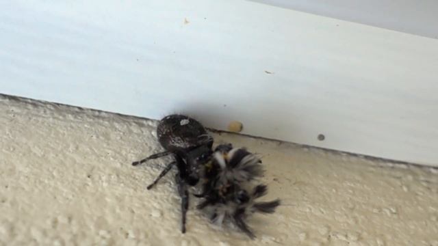 Spider Face смотреть онлайн