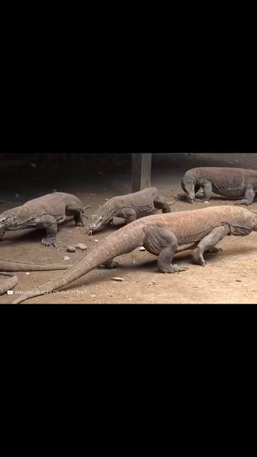 САМЫЙ БОЛЬШОЙ Ящер в Мире #shorts смотреть онлайн