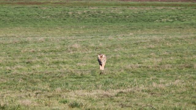 coyote at william finely refuge, oregon. смотреть онлайн