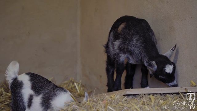 Introducing Primrose - Cannon Hall Farm смотреть онлайн