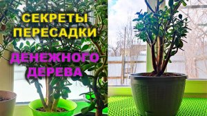 Секрет пышного денежного дерева: пересадка и формировка крассулы