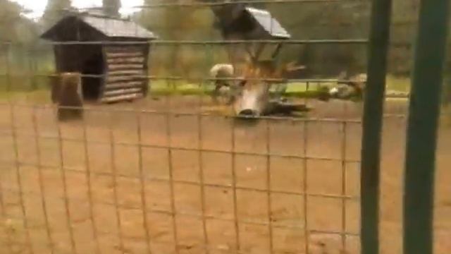 Cervus elaphus (Maral, Red deer) at Kostroma zoo, Russia. Part.1 смотреть онлайн