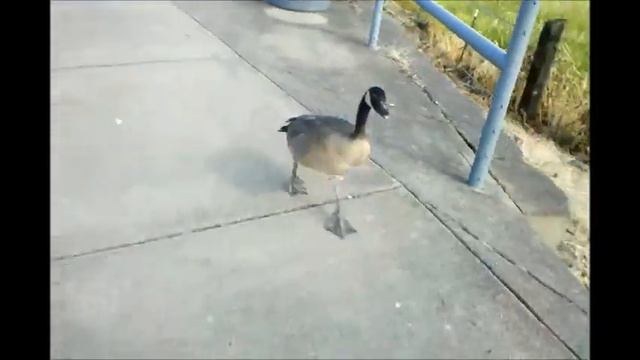Scappoose Bay Marina Goose смотреть онлайн