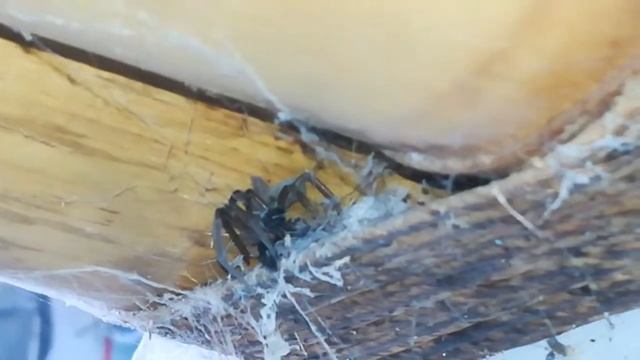 In Travel ATACK SPIDER Mini Kukulkania EATING comiendo LUCIERNAGA. LOOK MIRALO MÉXICO смотреть онлайн