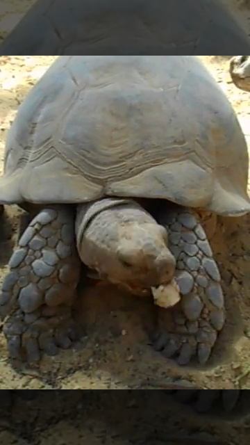 Черепашка кушает смотреть онлайн