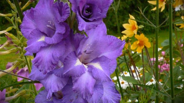 Billy's Flowers смотреть онлайн