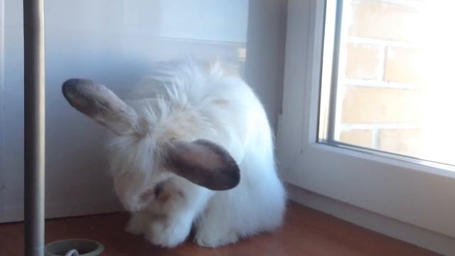 Белый и пушистый смотреть онлайн