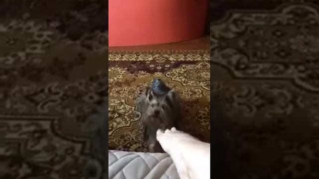 Собака - на ногу нападака. смотреть онлайн