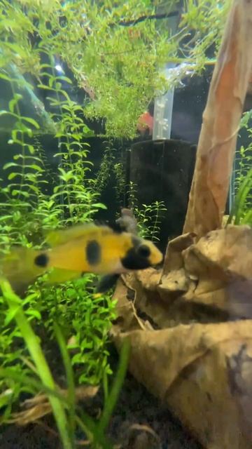 Beautiful #Apistogramma Nijsseni! #aquarium #fishtank #aquascape #aquascaping #beautiful #fish смотреть онлайн