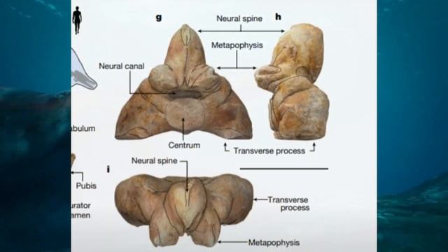 IL NUOVO ANIMALE PIU' GRANDE MAI ESISTITO! (forse) | Perucetus colossus | Paleontologia Mitologica смотреть онлайн
