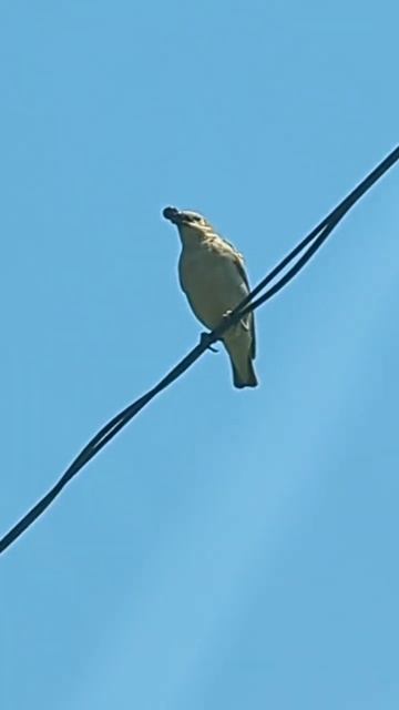 何か咥えてるコムクドリさん#コムクドリ#何か咥えてる#北海道野鳥LIVE#birdwatching#birdfeeder#野鳥観察#定点観測#北海道#hokkaido смотреть онлайн