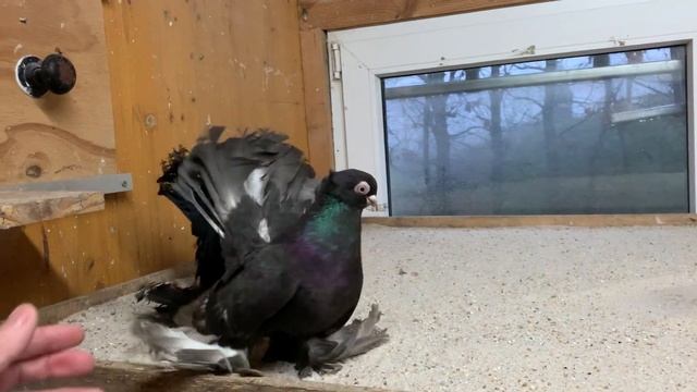 Статные голуби питомник Maier Alexander. смотреть онлайн