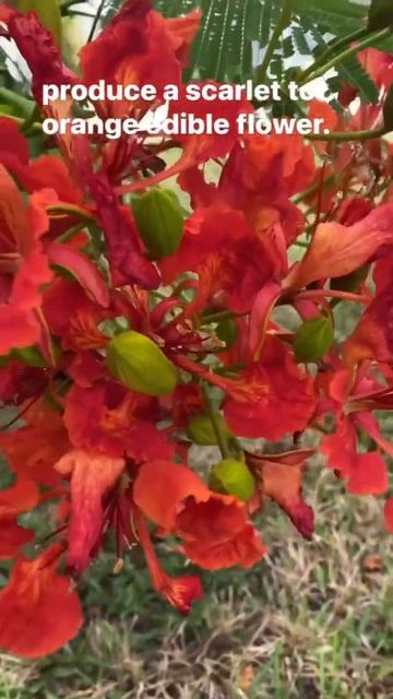 Did you this about FLAMBOYANT TREE 🌳🌺…?🤔 #shorts #nature #music #facts смотреть онлайн