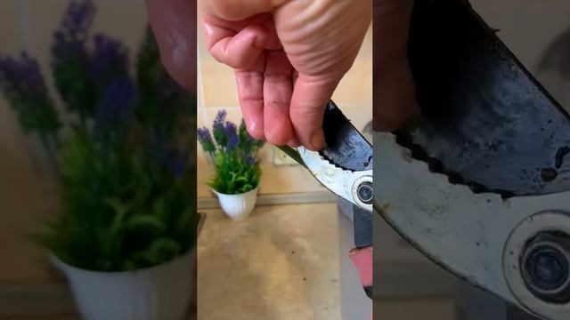 Вы как относитесь покупкам саженцев в интернете? смотреть онлайн