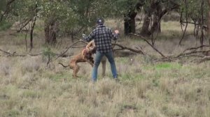 Мужик дерётся с кенгуру