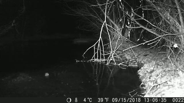 Otter წავი Lutra lutra смотреть онлайн