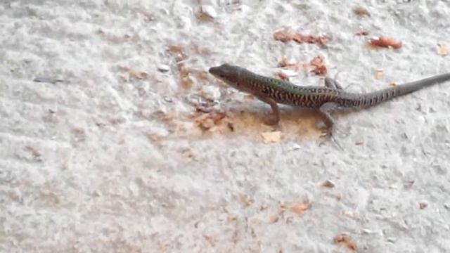 Прожора смотреть онлайн