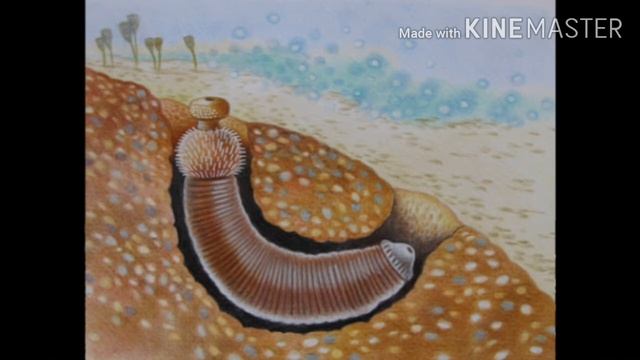 Todo sobre el género Ottoia, scalidophora (loquendo) смотреть онлайн