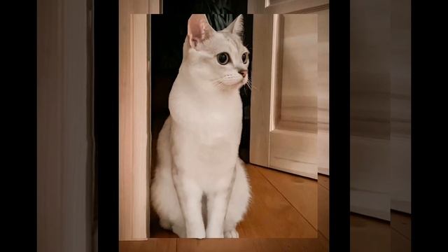 харизматичные породы кошек смотреть онлайн