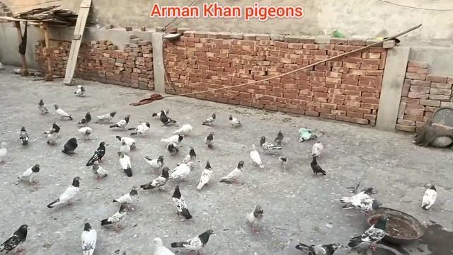 Shaam main Dana Pani & breeding update|| arman Khan|| subscribe My channel смотреть онлайн