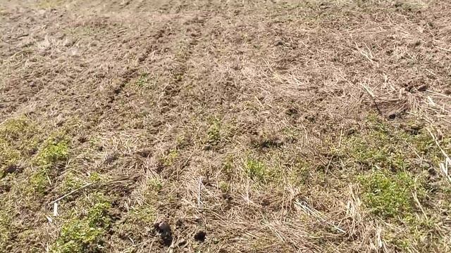 Яровой рапс посев 8.05. На 21.05.19 смотреть онлайн