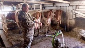 Аллергический шок у тёлки/Взяли землю в аренду/Будни в деревне