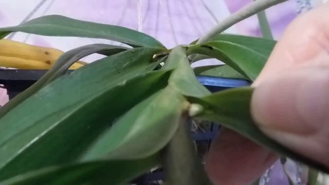 Aerides falcata, what is this; a root or a bud? смотреть онлайн