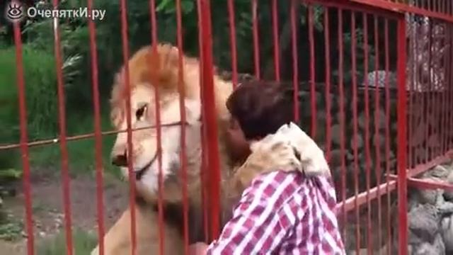 Смешное видео про животных смотреть онлайн