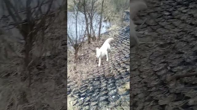 Рикибади тави смотреть онлайн