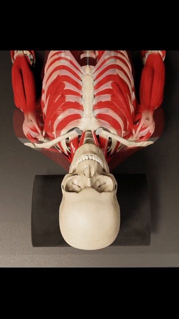 Anatomy in 3d- Client lying on the back (Semi transparent view) смотреть онлайн