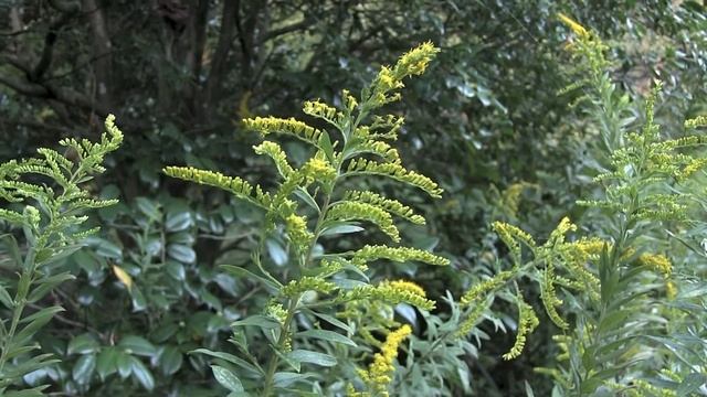 セイタカアワダチソウ/Solidago canadensis 03_171004森林公園 смотреть онлайн