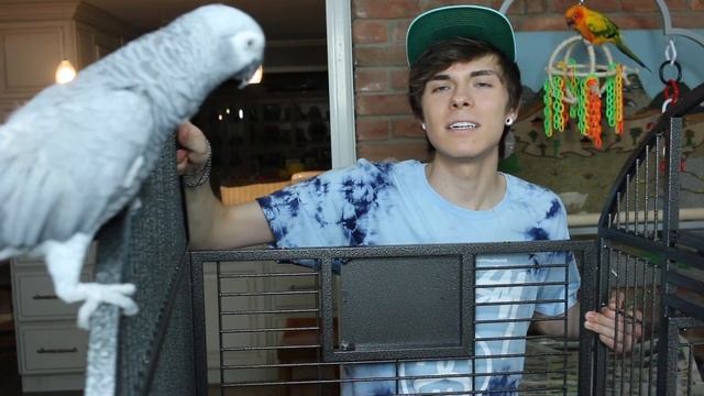 Setting Up My African Grey's Cage! -w/ Gypsy & Mango- смотреть онлайн