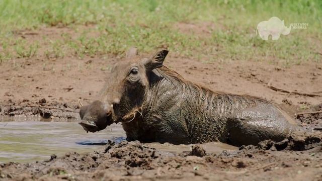 QUANDO O LEÃO ATACA O JAVALI AFRICANO-MUNDO ANIMAL SELVAGEM. смотреть онлайн