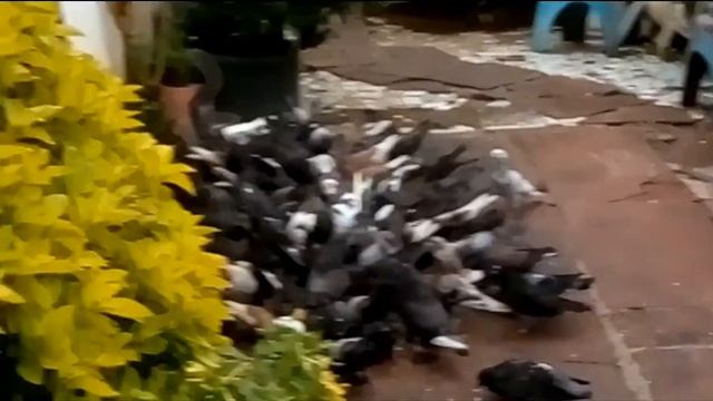 Hora da bóia.... (VD: 51) смотреть онлайн