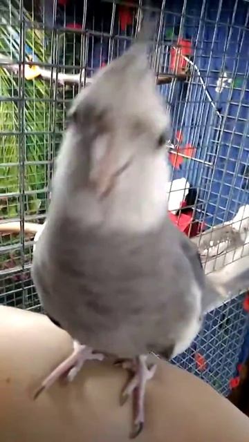 Корелла Данко, ручной попугай. смотреть онлайн