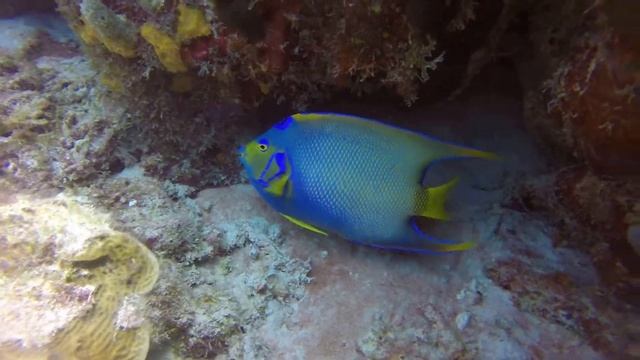 Bonaire 2015 Dive - A beautiful Queen Angelfish смотреть онлайн