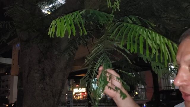 Strangely deciduous royal poinciana смотреть онлайн