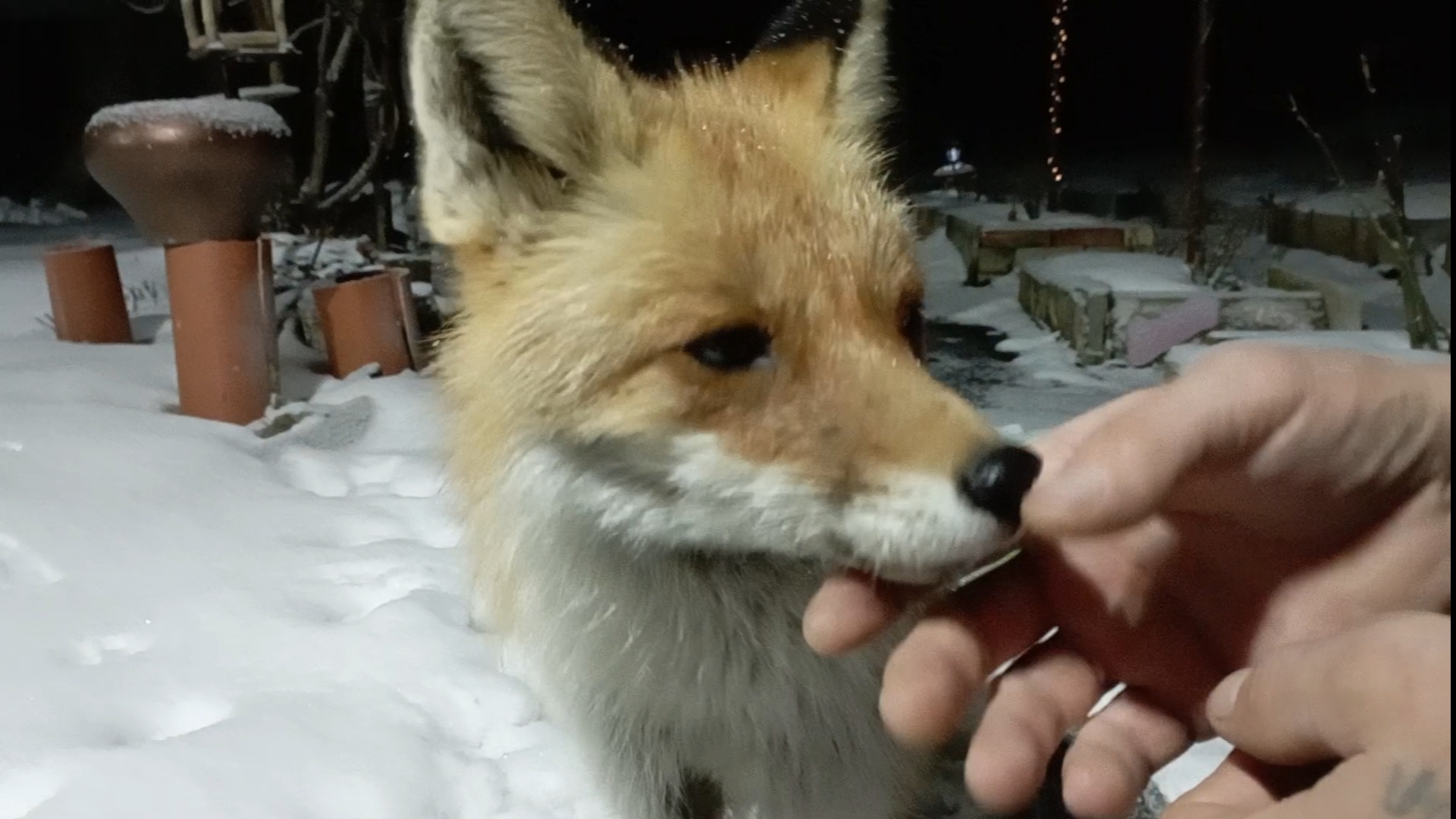 (991) Лиса приходит в гости. Апрель 2025 смотреть онлайн