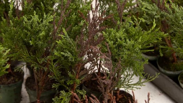 Grafting Taylor Junipers at Greenleaf Nursery смотреть онлайн